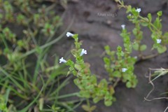 Lindernia rotundifolia